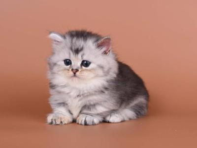 Ira - Munchkin - Gallery Photo #1