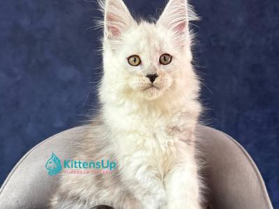 Effect - Maine Coon - Gallery Photo #1