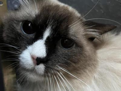 Picasso And Monet - Ragdoll - Gallery Photo #1