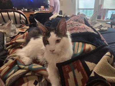 1 Male - Maine Coon - Gallery Photo #1