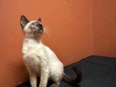 Siamese Kittens - Siamese - Gallery Photo #1