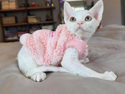 Mochi - Devon Rex - Gallery Photo #1
