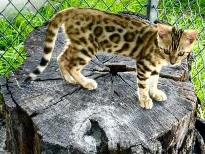 Bengal Extravaganza - Bengal - Gallery Photo #1