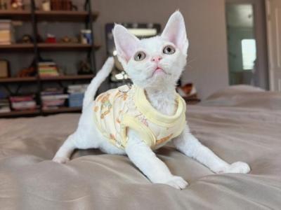 Puff - Devon Rex - Gallery Photo #1