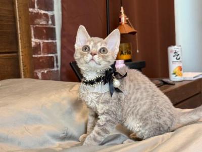 Chérie - Devon Rex - Gallery Photo #1