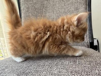 Girl Siberian Purebred Red Tabby With White - Siberian - Gallery Photo #1