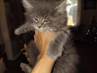 Gemma - Maine Coon - Gallery Photo #1