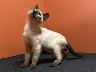 Siamese Cat - Siamese - Gallery Photo #1