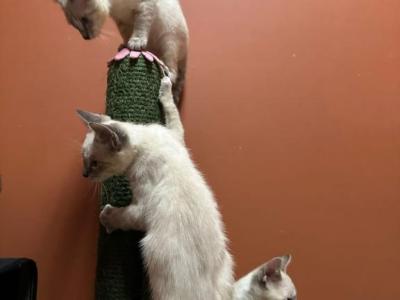 Kittens Siamese - Siamese - Gallery Photo #1