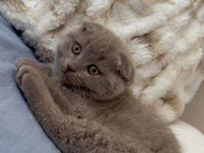 Marsik - Scottish Fold - Gallery Photo #1