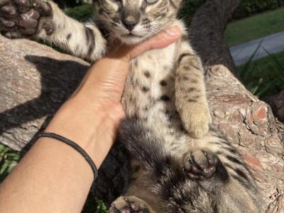 Exotic F6 Kittens - Savannah - Gallery Photo #1