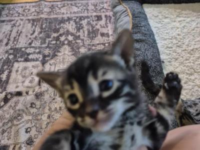 Bengal Kitten - Bengal - Gallery Photo #1