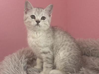 Felix - Scottish Straight - Gallery Photo #1