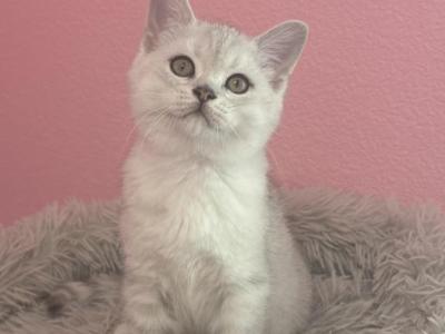 Albus - Scottish Straight - Gallery Photo #1
