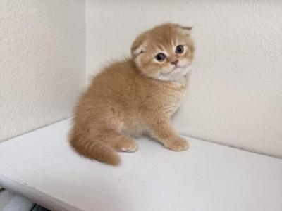 Phoenix - Scottish Fold - Gallery Photo #1