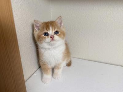 Sparky - Scottish Straight - Gallery Photo #1
