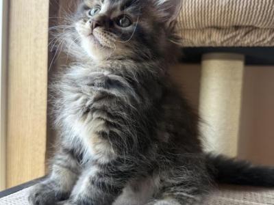 Lucy - Maine Coon - Gallery Photo #1