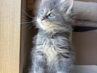 Max - Maine Coon - Gallery Photo #1