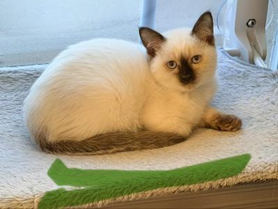 Horus Falcon & Jadis Bele G - Siamese - Gallery Photo #1