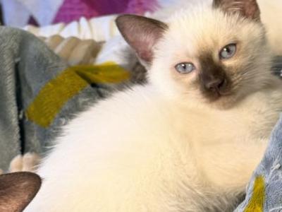 Horus Falcon & Jadis Bele Y - Siamese - Gallery Photo #1