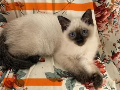 Horus Falcon & Jadis Bele O - Siamese - Gallery Photo #1