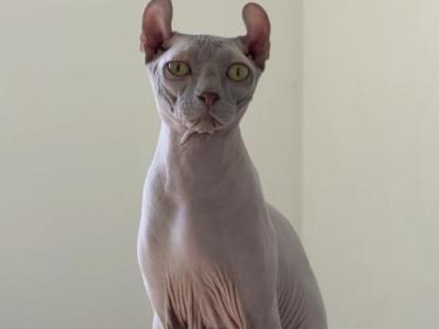 Elf Male Cat - Sphynx - Gallery Photo #1