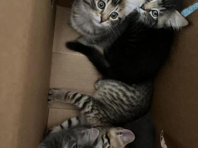 Kittens Available - American Bobtail - Gallery Photo #1