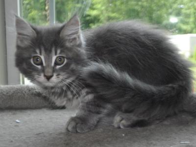 Susan Purebred Maine Coon - Maine Coon - Gallery Photo #1