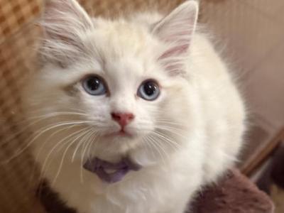 2 Girls - Ragdoll - Gallery Photo #1