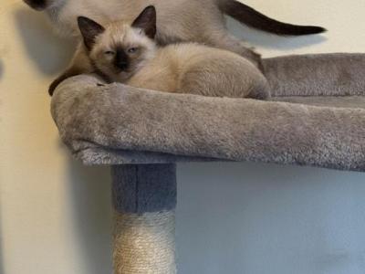Siamese Kittens - Siamese - Gallery Photo #1