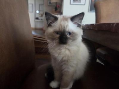 Cashmere  Cash - Ragdoll - Gallery Photo #1