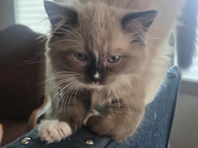 Coco - Domestic - Gallery Photo #1