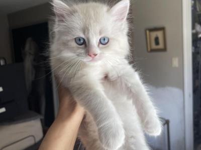 Bunson - Ragdoll - Gallery Photo #1