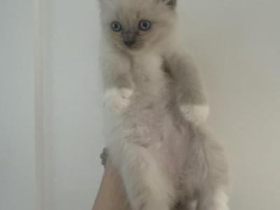May 24th Ragdoll Blue Point Male Socked Mitted - Ragdoll - Gallery Photo #1