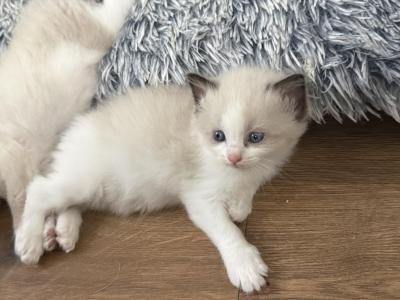 May 24th Litter Bi Color Male Ragdoll - Ragdoll - Gallery Photo #1
