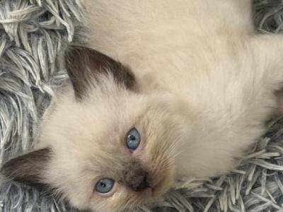 May 24th Ragdoll Pointed Male Socked And Mitted - Ragdoll - Gallery Photo #1