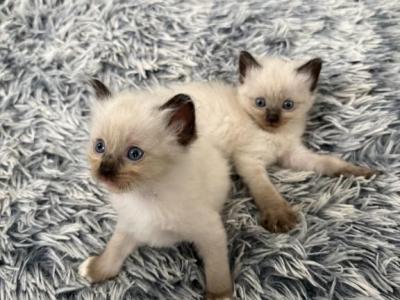May 24th Ragdoll Male Pointed Socked And Mitted - Ragdoll - Gallery Photo #1