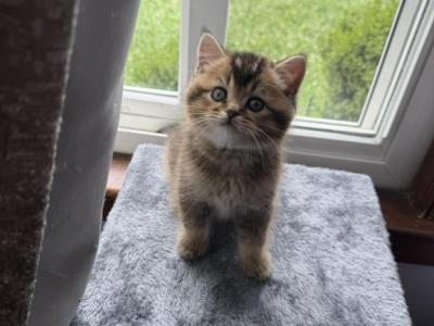 Emma - Scottish Straight - Gallery Photo #1