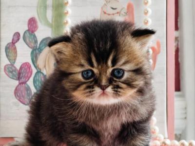 Momo - British Shorthair - Gallery Photo #1