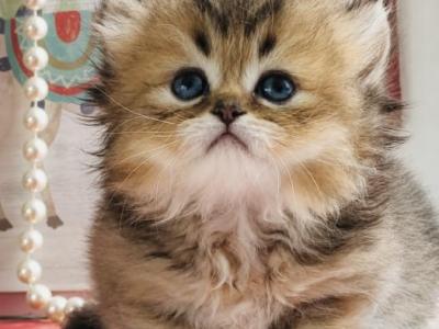 Windsor - Munchkin - Gallery Photo #1