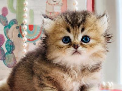 Windy - Munchkin - Gallery Photo #1