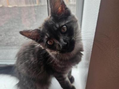 Maine Coons Brother's - Maine Coon - Gallery Photo #1