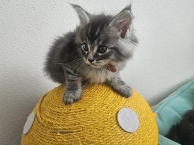 Maine Coon Kittens 3 Males 3 Female's - Maine Coon - Gallery Photo #1