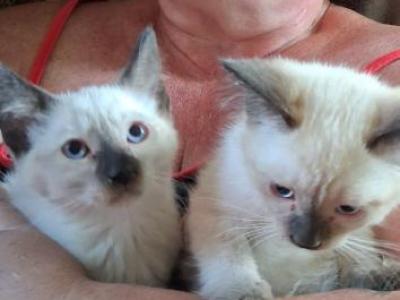 Peytons Babies - Siamese - Gallery Photo #1