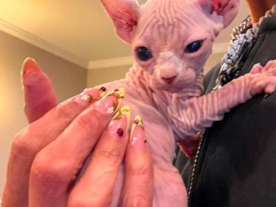 Sphynx - Sphynx - Gallery Photo #1