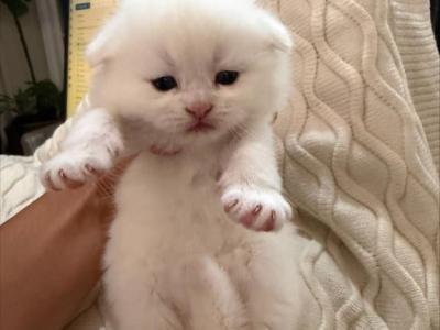Cannoli - Scottish Fold - Gallery Photo #1