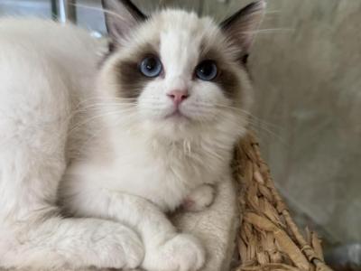 Mochi - Ragdoll - Gallery Photo #1