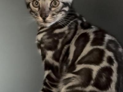 Raja - Bengal - Gallery Photo #1