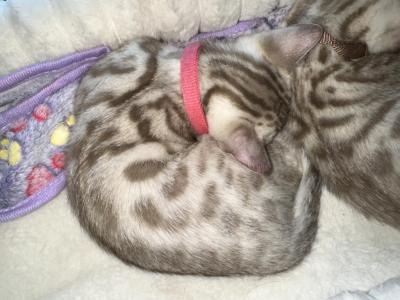 Asia Coral Collar - Bengal - Gallery Photo #1