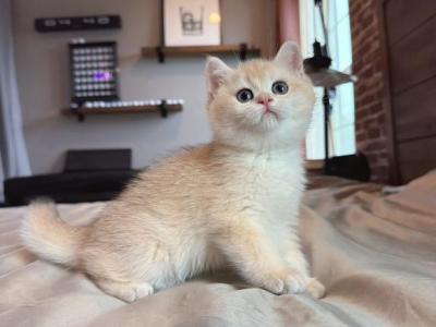 Gigi - British Shorthair - Gallery Photo #1
